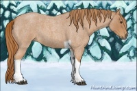 Horse Color:Red Roan Tobiano 
