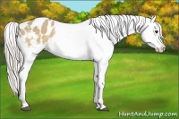 Horse Color:Silver Brown Dun Blanket 