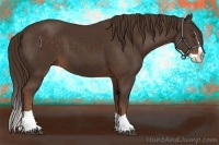 Horse Color:Liver Chestnut Splash 