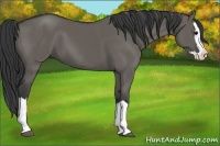 Horse Color:Grullo Splash 