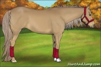 Horse Color:Palomino 