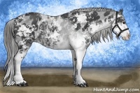 Horse Color:Black Sabino Appaloosa