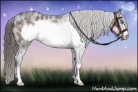 Horse Color:Liver Red Roan Sabino Frame Appaloosa Rabicano