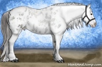 Horse Color:Liver Chestnut Sabino Splash Appaloosa 