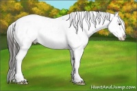 Horse Color:Liver Chestnut Sabino Appaloosa 