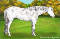 Horse Color:Bay Sabino Appaloosa