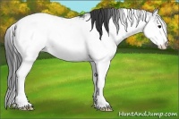 Horse Color:Black Sabino Appaloosa Rabicano