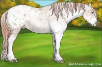 Horse Color:Buckskin Pearl Sabino Appaloosa Rabicano