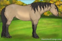 Horse Color:Buckskin Dun