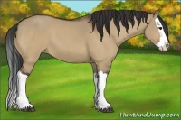 Horse Color:Bay Dun Splash