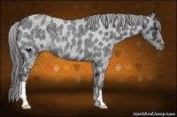Horse Color:Blue Roan Appaloosa 