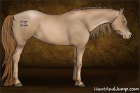 Horse Color:Liver Chestnut Pearl