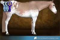 Horse Color:White Spotted Black Pearl Appaloosa 