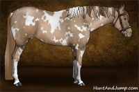 Horse Color:White Spotted Liver Chestnut Pearl 