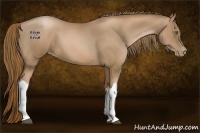 Horse Color:Liver Chestnut Pearl 