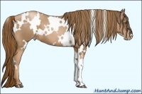 Horse Color:White Spotted Liver Chestnut Pearl 