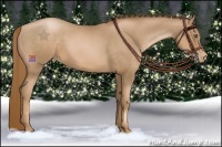 Horse Color:Liver Chestnut Pearl