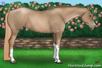 Horse Color:Liver Chestnut Pearl 