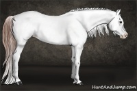 Horse Color:Black Ice Appaloosa 