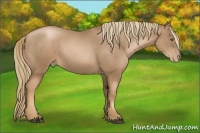 Horse Color:Liver Chestnut Pearl 