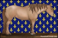 Horse Color:Bay Pearl