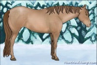 Horse Color:Bay Pearl 