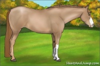 Horse Color:Liver Chestnut Pearl