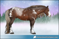 Horse Color:White Spotted Liver Chestnut Sabino 