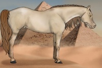 Horse Color:Liver Red Dun Pearl