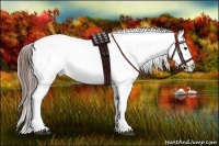 Horse Color:Blue Onyx Roan Pearl Appaloosa 