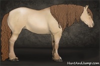 Horse Color:Bay Pearl Dun