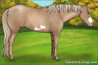 Horse Color:Liver Chestnut Pearl Frame 