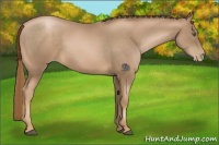 Horse Color:Liver Chestnut Pearl