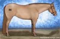 Horse Color:Bay Pearl 