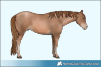 Horse Color:Liver Chestnut Pearl 