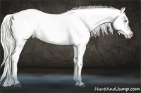Horse Color:Liver Chestnut Pearl Appaloosa 