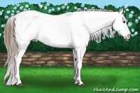 Horse Color:White Spotted Liver Chestnut Pearl Tobiano Appaloosa