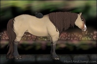 Horse Color:Bay Dun Splash Appaloosa