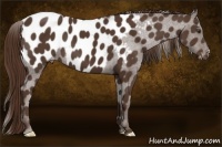 Horse Color:Liver Chestnut Appaloosa 