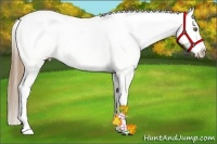 Horse Color:Liver Chestnut Pearl Near Leopard 