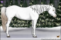 Horse Color:Liver Chestnut Pearl Appaloosa 