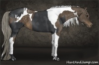 Horse Color:Black  and Chocolate Palomino Tobiano 