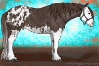 Horse Color:Liver Chestnut Splash Appaloosa and Liver Chestnut Splash Appaloosa