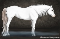 Horse Color:Liver Chestnut Sabino Splash Appaloosa Brindle