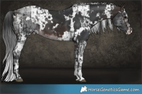 Horse Color:White Spotted Brown and White Spotted Brown