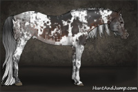 Horse Color:White Spotted Brown  and White Spotted Brown 