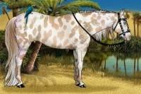 Horse Color:White Spotted Liver Chestnut Pearl Sabino Splash Appaloosa Rabicano Brindle
