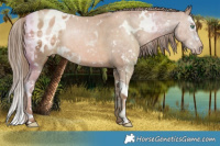 Horse Color:White Spotted Liver Chestnut Pearl Sabino Splash Appaloosa Rabicano  Brindle