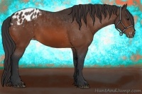 Horse Color:Bay Appaloosa 
