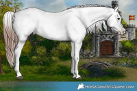 Horse Color:Brown Sabino Splash Appaloosa and Brown Sabino Splash Appaloosa